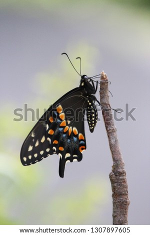 Black Swallowtail Butterfly Profile Perched on Natural Wood Stick Macro Photography Image Royalty-Free Stock Photo #1307897605