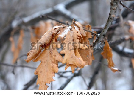 Oak leaves in the autumn. Colorful background