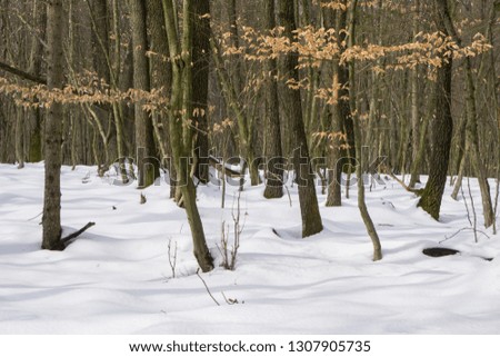A snapshot of a european forest in winter