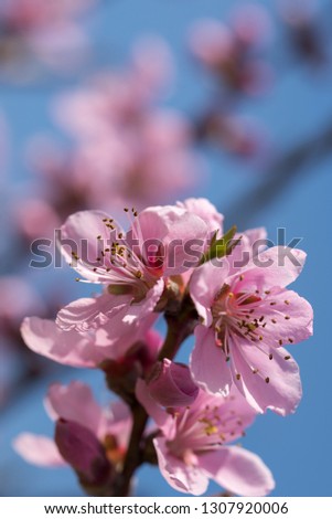 Spring blossom of pink apricot flower on natural background
