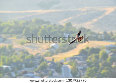 Baby hawk in flight. Picture captured from Table Rock Peak overlooking the city of Boise Idaho.