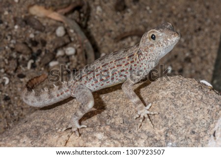 Carter's rock gecko, Pristurus carteri on rock and sand in a private reptile collection