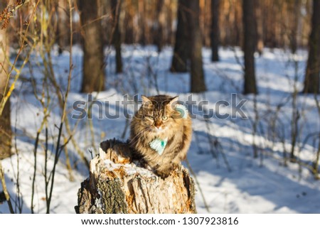 Fluffy cat with a scarf around his neck walks in the winter forest