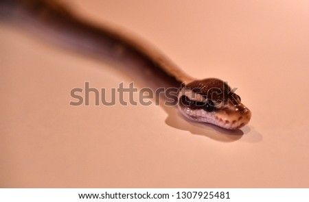 Little snake in spain