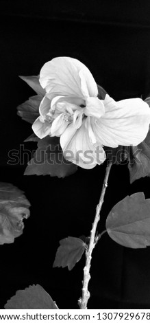 Black and white hibiscus flowering tree. Blossoms.  Flowering hibiscus.  Black and white photography.  Flower isolated. 
