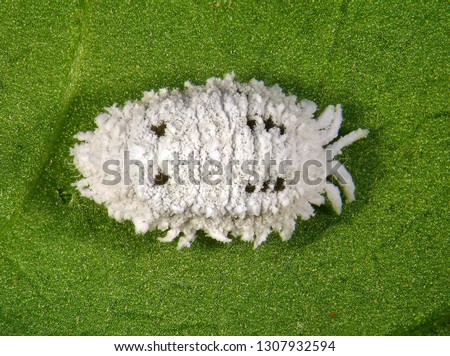 Cotton mealybug, Phenacoccus solenopsis (Hemiptera: Pseudococcidae) is the dangerous pest of different plants, including economically important tropical fruit trees and ornamental plants  Royalty-Free Stock Photo #1307932594