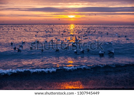 many seagulls in the sea at sunset