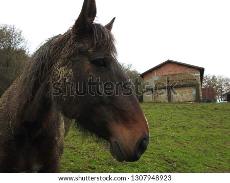 Closeup profile portrait of a dark brown horse smeared with mud posing by its stable and opened green pasture. South France countryside at Haute-Garonne