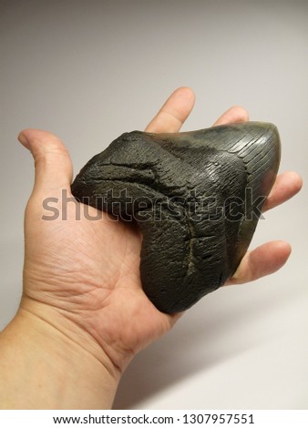 Megalodon Shark Tooth Fossil