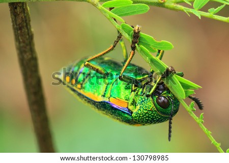 Jewel Beetle Royalty-Free Stock Photo #130798985