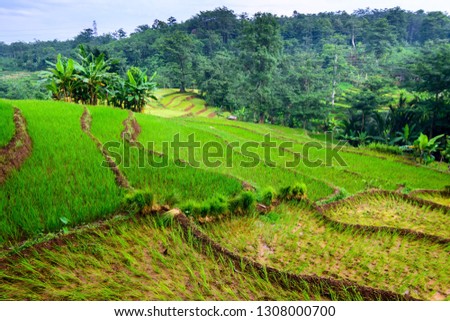 Terraced rich field with green look, old shelter, and dike of fields that made some lines. this picture was taken in Jepara, Central Java Province, Indonesia