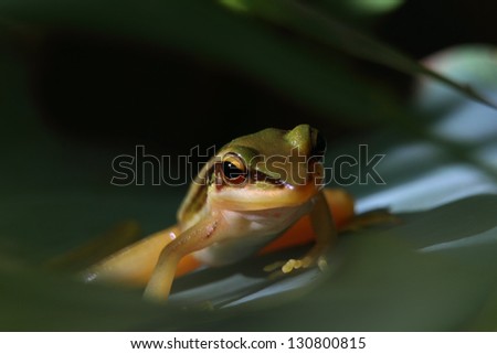 Frog in Thailand