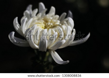 Chrysanthemums are beautiful flowers of autumn. White chrysanthemum on a black background.
