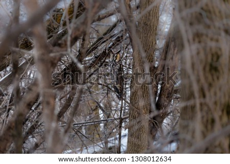 Long eared owl in a boreal forest Quebec Canada in the depth of winter.