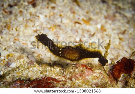 Close up picture of Pipehorse, it is small marine fishes that is difficult to find out, taken at Moo Koh Similan in Thailand.