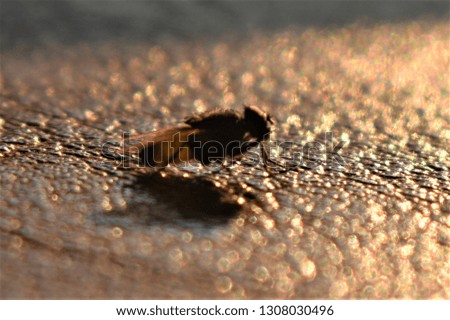 a fly on brown leather background