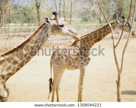 Couple giraffe stand same way
