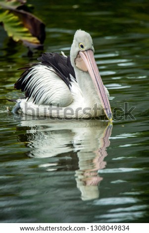 beautiful pelican in the park. Pelicans are water birds that have bags under their beaks, and are part of the Pelecanidae bird family