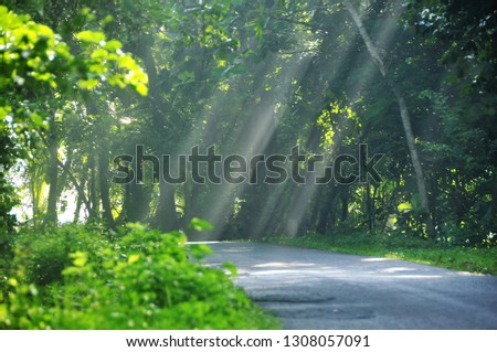 Morning sun light rays piercing through the trees	 Royalty-Free Stock Photo #1308057091