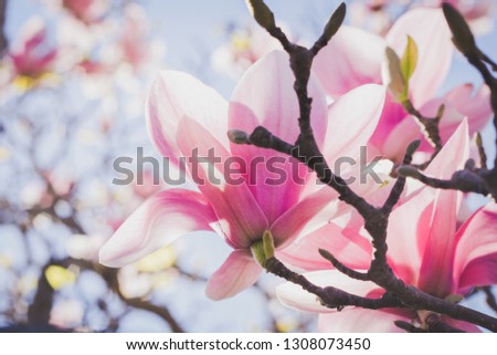 magnolia blossoms in Australia