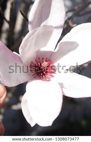 magnolia blossoms in Australia
