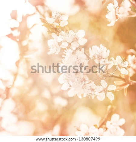 Picture of beautiful apple tree blossom, abstract natural background, grunge orange photo, fine art, spring season, little white flowers on tree branch, dreamy image, fresh floral twig