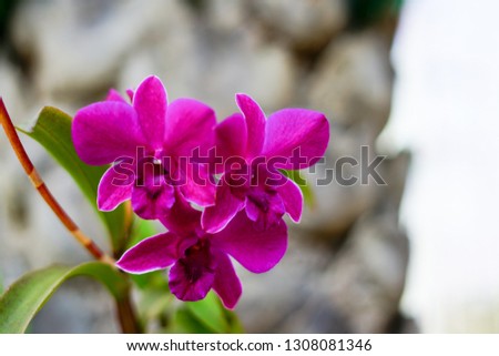 Pictures of purple orchids