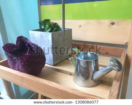 
Purple cabbage with  watering can.