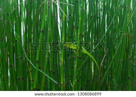 Bamboo water plants with cool green lizards that are perched on bamboo sticks see the surroundings with beautiful eyes.