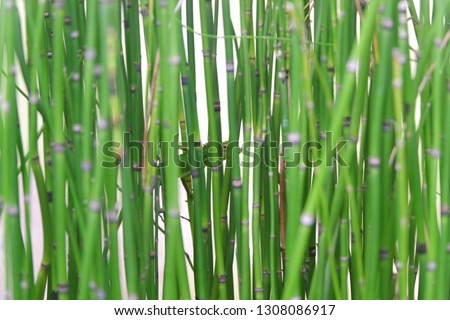 Bamboo water plants with cool green lizards that are perched on bamboo sticks see the surroundings with beautiful eyes.