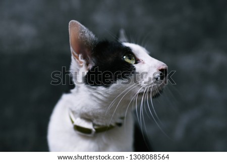 Black and white cat looking at top right side