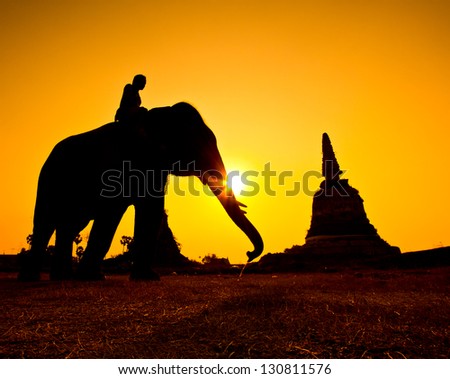 silhouette action of elephant in countryside Ayutthaya province, thailand
