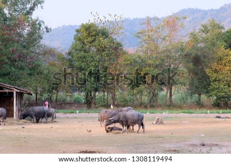 Water buffalo eating grass in field, The Black buffalo,the local buffalo of Thailand And there is a mountain in the back