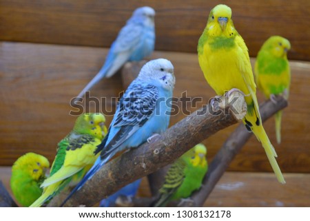 Light green and blue parrots, beautiful birds