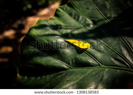 Yellow Leave on green leave