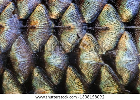 Fish scales pattern skin texture background macro view. Geometric pattern photo wild carp with lateral line. Selective focus, shallow depth field