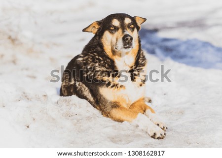 Nice outdoor dog with yellow eyes at winter
