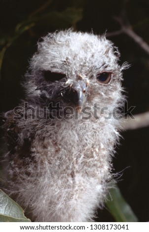 Eastern Screech Owl baby (Megascops Asio)