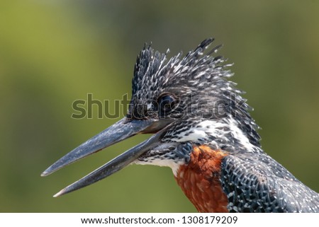 giant kingfisher bird of national park kruger south africa reserves and protected airs of africa