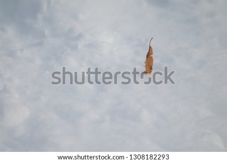 dried leaf in the snow
