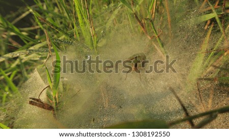 Small spider create the web on the top of the grass in the morning, the sunlight hits the spider web make an interesting texture.