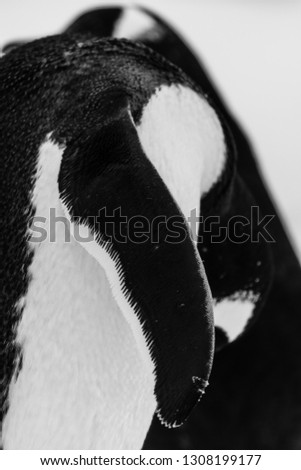 Detailed fin of a penguin black and white