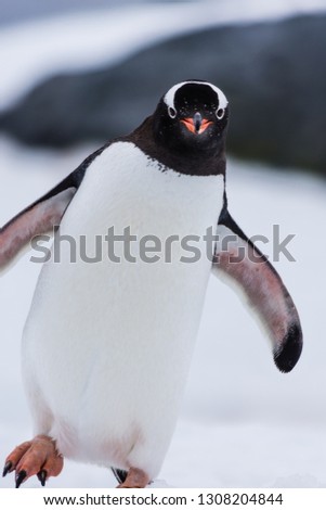 Antarctic penguin walking towards camera