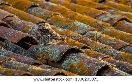 Owl on top of old tile roof