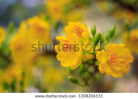 Royalty high quality free stock image of Ochna flower. Ochna is symbol of Vietnamese traditional lunar New Year together with peach flower.