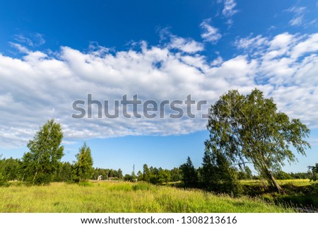 Very colorful picture of a field in the warm summer day. Blue sky an bright yellow flowers. Beautiful view.