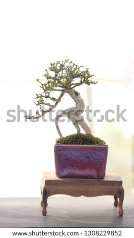 bonsai tree mini tree in the pot, miniature style on white background