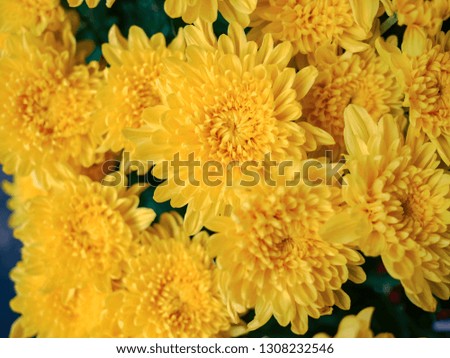 Vietnamese yellow daisy flower blossom | Beautiful flower has many petals