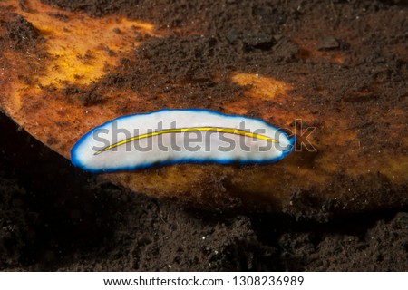 Flatworm (Pseudoceros concinnus)