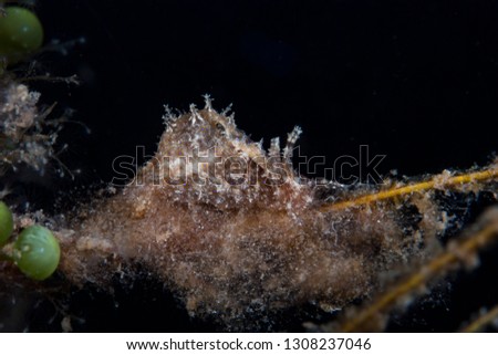Bursatella cfr. leachi Sea Slug